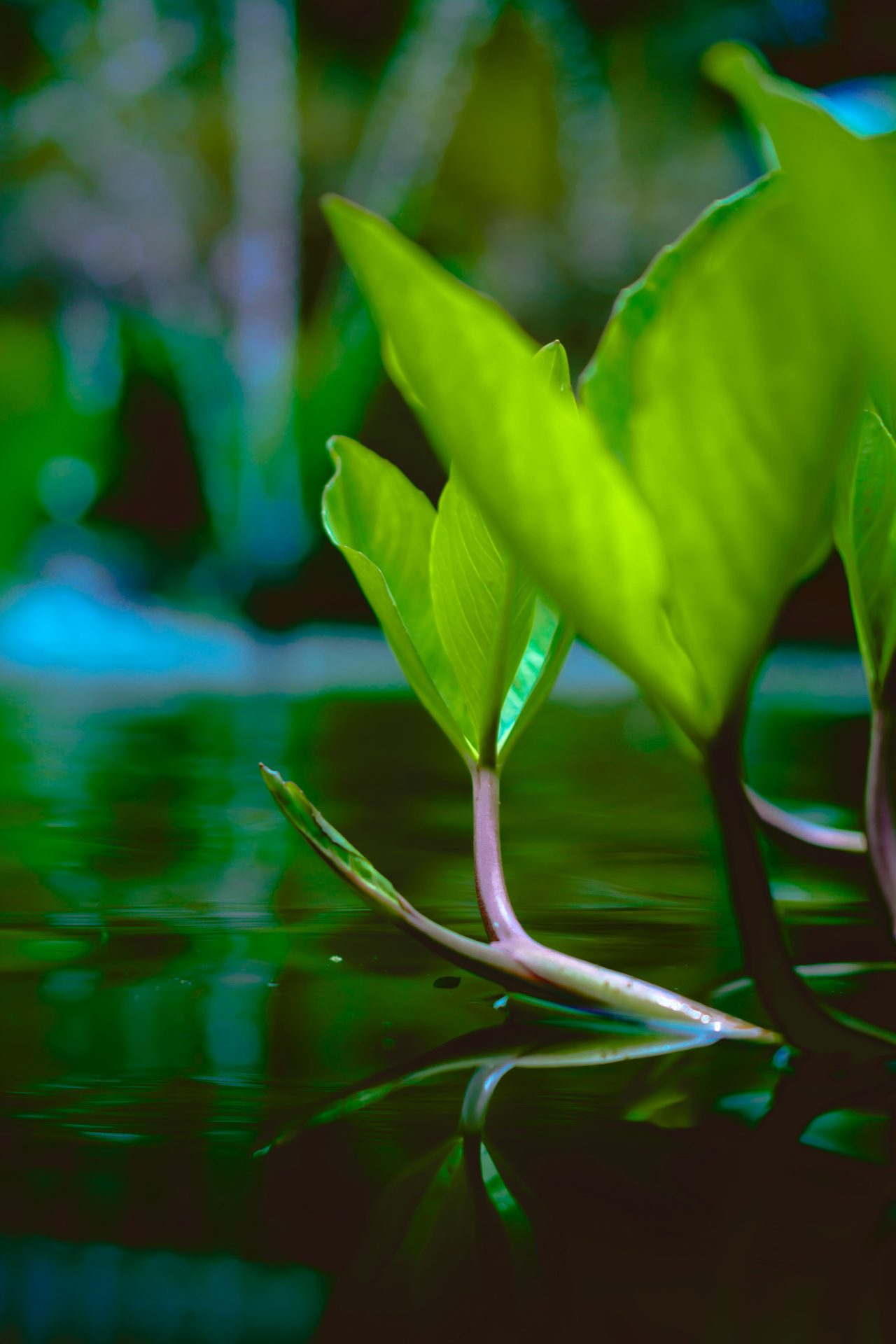 再生医療等に用いられる細胞とは？